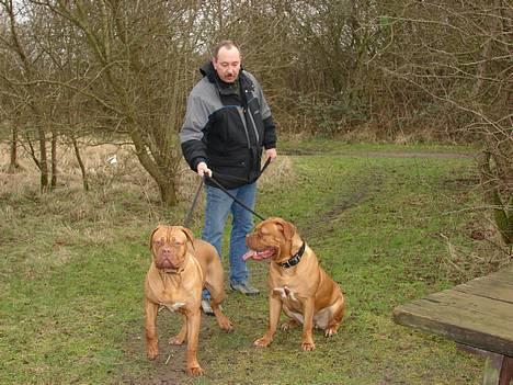 Dogue de bordeaux Freja - Død marts 2012. - Mig, Far og "Lillebror" billede 12