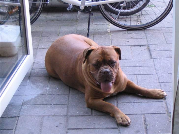 Dogue de bordeaux Freja - Død marts 2012. - uheldig vinkel.............. billede 13