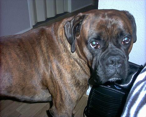 Boxer Ringo Starr - kigger du på mig? billede 1