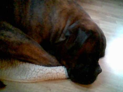 Boxer Ringo Starr - gå væk jeg er træt.. billede 2