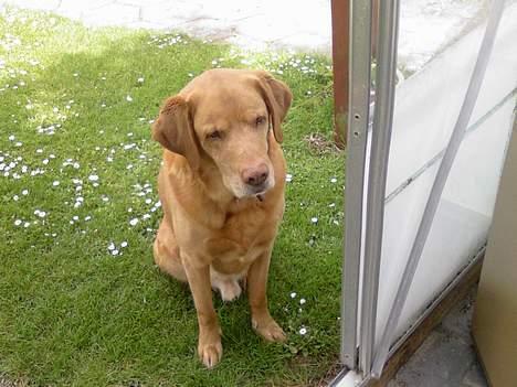 Labrador retriever Scott billede 1