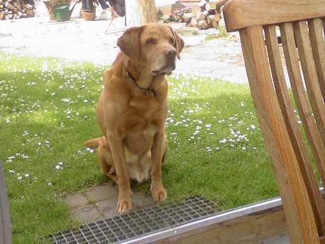 Labrador retriever Scott billede 2