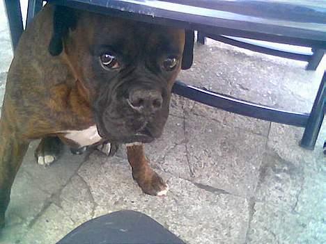 Boxer Ringo Starr - gider ikke at have taget billeder.. billede 3