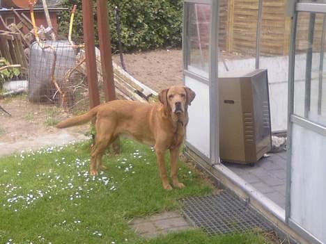 Labrador retriever Scott billede 3