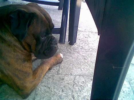 Boxer Ringo Starr - forstår du ikke hvad jeg mener??? billede 4