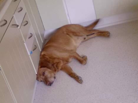 Labrador retriever Scott billede 4