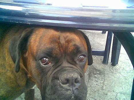 Boxer Ringo Starr - hej. billede 5