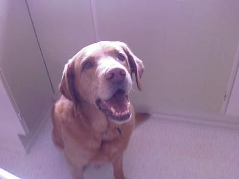 Labrador retriever Scott billede 5