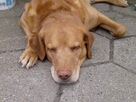 Labrador retriever Scott billede 6