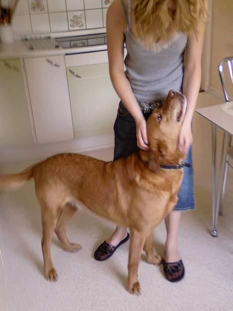 Labrador retriever Scott billede 7