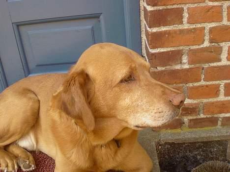 Labrador retriever Scott billede 8