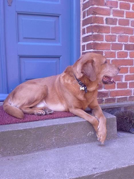 Labrador retriever Scott billede 9