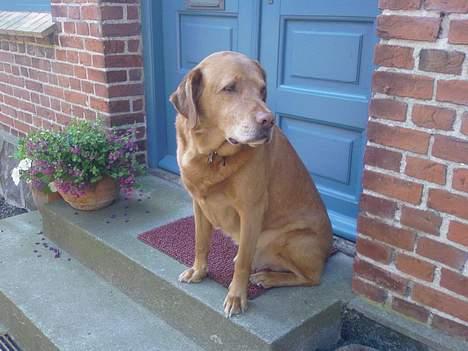 Labrador retriever Scott billede 10