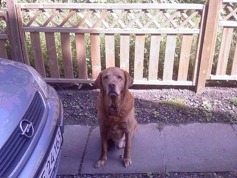 Labrador retriever Scott billede 11