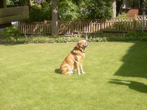 Labrador retriever Scott billede 12