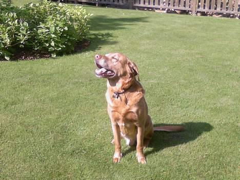 Labrador retriever Scott billede 13