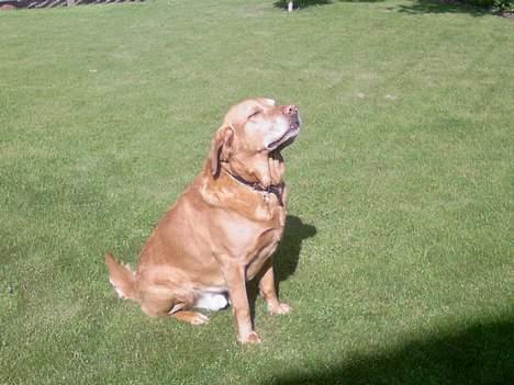 Labrador retriever Scott billede 14