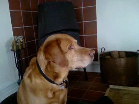 Labrador retriever Scott billede 15