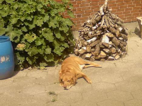 Labrador retriever Scott billede 16