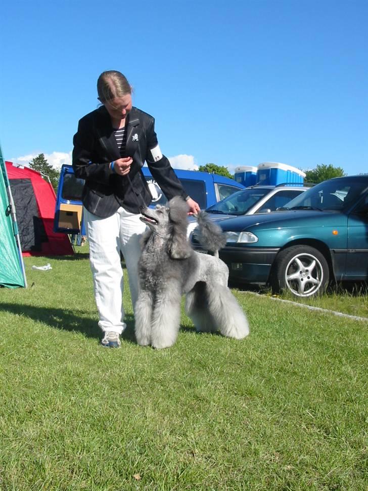 Storpuddel Kathie - Til udstilling i Hostebro 2007 billede 9