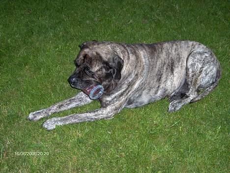 Mastiff Heavy (død) billede 12