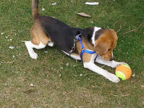 Beagle Bob RIP 22/10-2017 - Min Nye boldt  billede 5