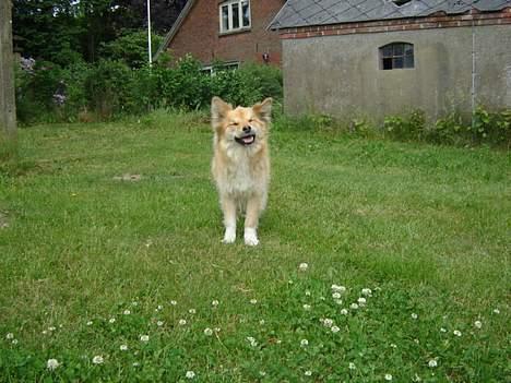 Islandsk fårehund Gladur's Bryja - se mig .. !! jeg griner :-D billede 16