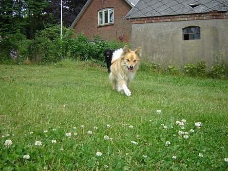 Islandsk fårehund Gladur's Bryja - jeg kommer nu ;-P billede 17