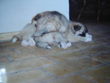 Islandsk fårehund Gladur's Bryja - gruppe lur .. det er mig der ligger øverst ;-) billede 18