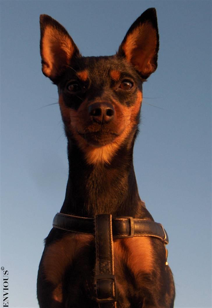 Dvaergpinscher Lille Lua Kahlúa - Kahlúa 15 måneder billede 4