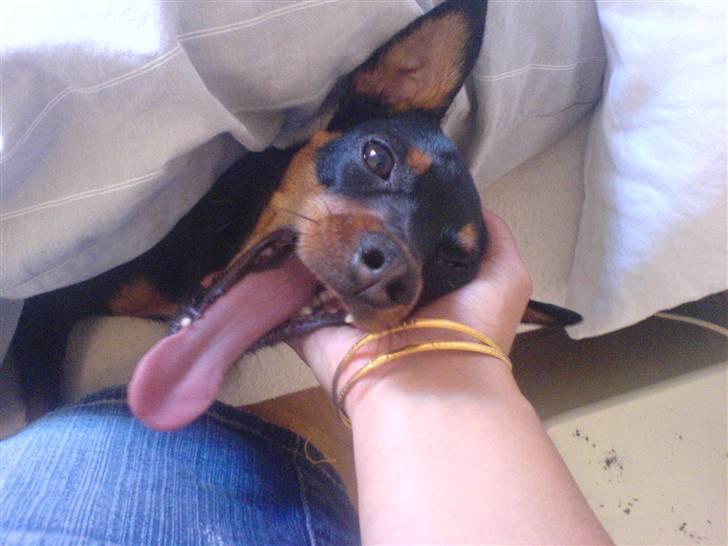 Dvaergpinscher Lille Lua Kahlúa billede 5