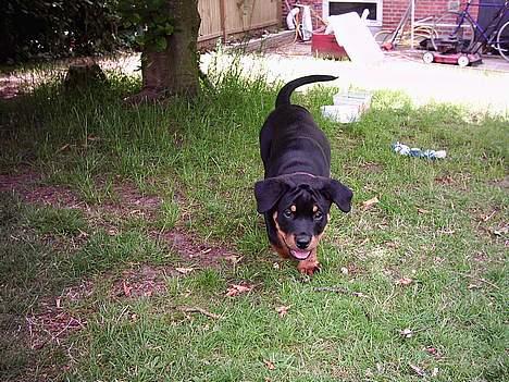 Rottweiler Nana billede 2