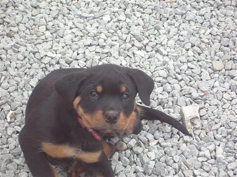 Rottweiler Nana billede 3