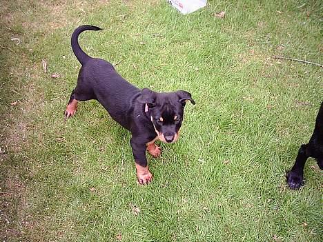 Rottweiler Nana billede 4