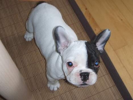 Fransk bulldog Joker billede 1