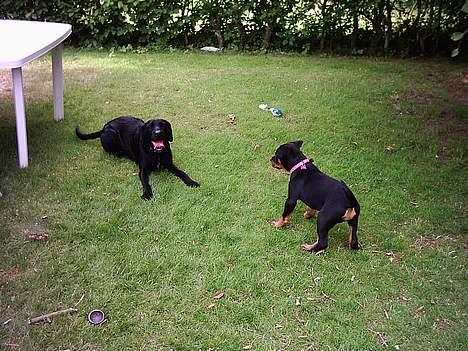 Rottweiler Nana billede 5