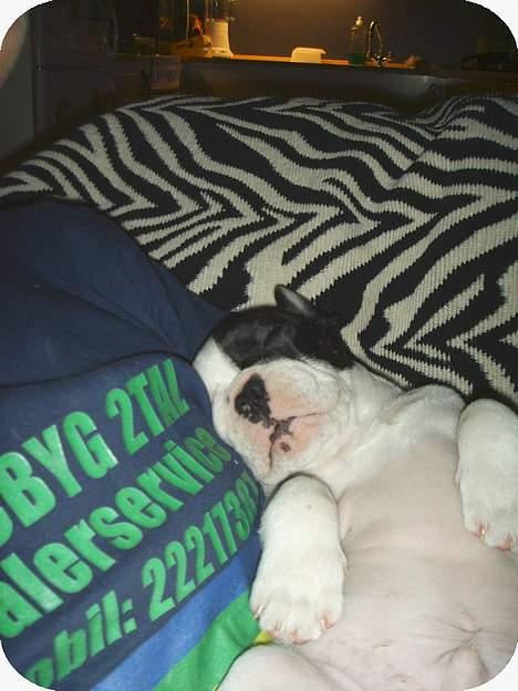 Fransk bulldog Joker billede 2