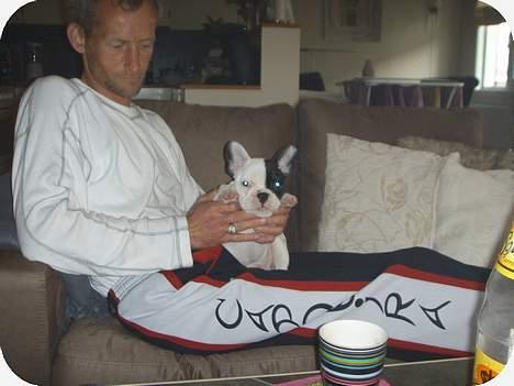 Fransk bulldog Joker billede 3