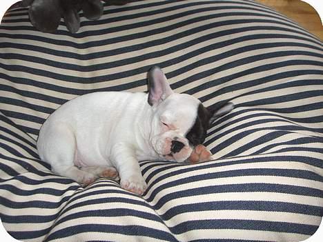 Fransk bulldog Joker - Her ligger joker på sin yndlingspude/og også hans seng.den lille flagermus billede 4