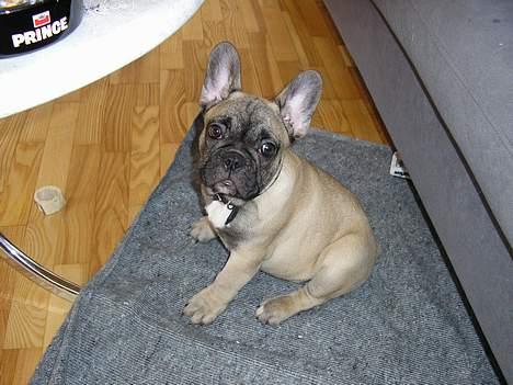 Fransk bulldog Bimmer - Er jeg ikke bare dejlig..  billede 1