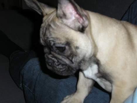 Fransk bulldog Bimmer - Hvor blev fluen af.? billede 2