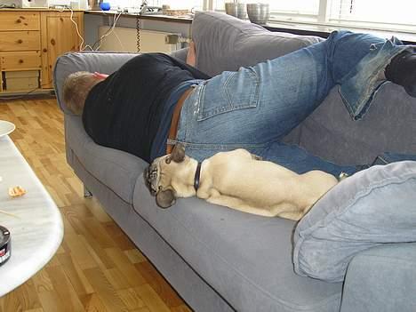 Fransk bulldog Bimmer - Det er altid godt med en lille lur sammen med far.. billede 3