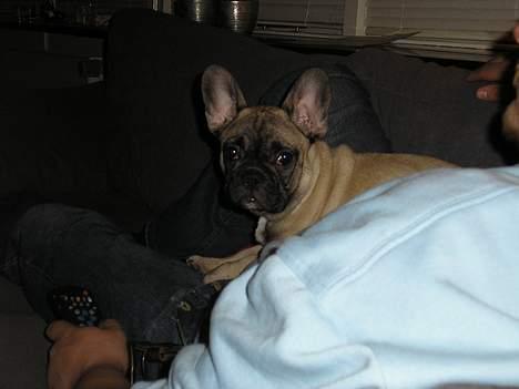 Fransk bulldog Bimmer - Her er jeg så lige kommet hjem til min nye familie, dejligt.. billede 4