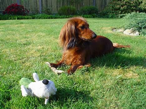 Dværggravhund Sille - Mig i min fine have.. billede 8