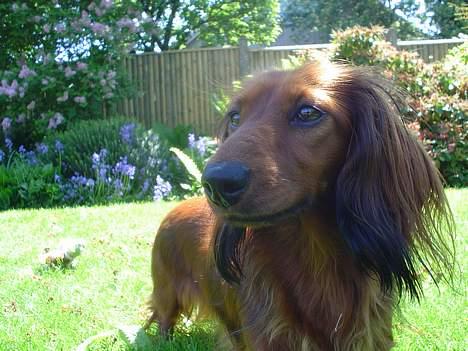 Dværggravhund Sille billede 9