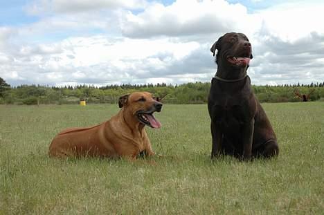 Rhodesian ridgeback Libaax (løve på Somalisk) - Se lige hvor stor Hannibal er blevet....  tror faktisk han vejer mere end mig nu billede 11