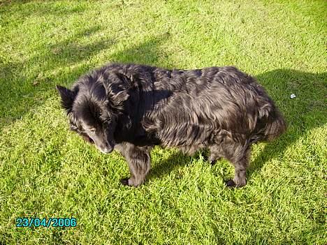 Blanding af racer Trine - <33 billede 12