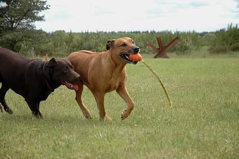 Rhodesian ridgeback Libaax (løve på Somalisk) - ved godt at vi er lidt uskarpe her.........  men det her går altså også ret stærkt.... billede 12
