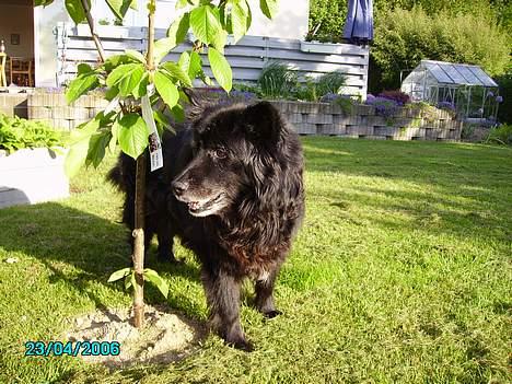 Blanding af racer Trine - <33 billede 13