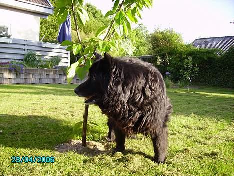 Blanding af racer Trine - <33 billede 14